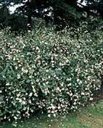 Symphoricarpos albus ´White Hedge´