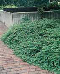 Symphoricarpos x chenaultii ´Hancock´
