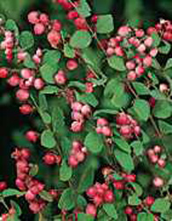 Symphoricarpos x doorenbosii ´Magic Berry´