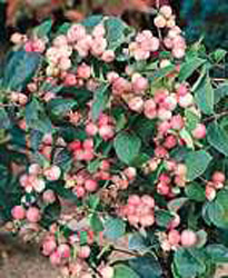 Symphoricarpos x doorenbosii ´Mother of Pearl´