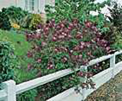 Syringa ´Josee´
