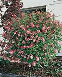 Syringa microphylla ´Superba´