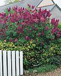 Syringa vulgaris ´Charles X´
