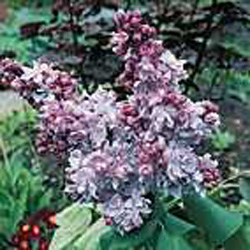 Syringa vulgaris ´Katherine Havemeyer´