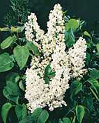 Syringa vulgaris ´Mme Lemoine´