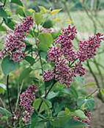 Syringa vulgaris ´Sensation´