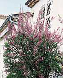 Syringa x persica ´Laciniata´