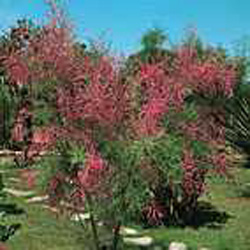 Tamarix ramosissima