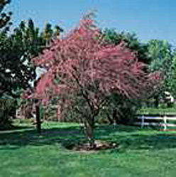 Tamarix tetranda