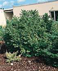 Ulmus x elegantissima ´Jacqueline Hillier´
