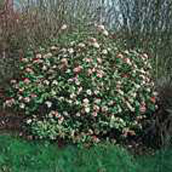 Viburnum carlesii ´Aurora´
