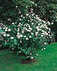 Viburnum carlesii