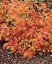 Viburnum opulus ´Compactum´