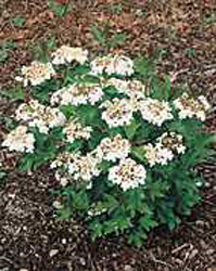 Viburnum opulus ´Compactum´2
