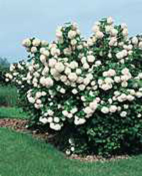 Viburnum opulus ´Roseum´