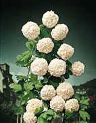 Viburnum opulus ´Roseum´2