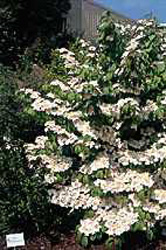 Viburnum plicatum ´Shasta´