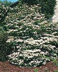 Viburnum plicatum ´Summer Snow Flake´