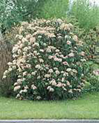 Viburnum rhytidophyllum