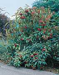 Viburnum rhytidophyllum2