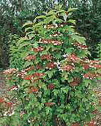 Viburnum sargentii ´Onondaga´