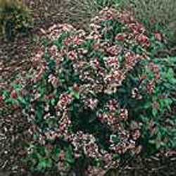 Viburnum tinus ´Eve Price´