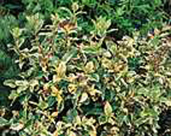 Viburnum tinus ´Variegatum´