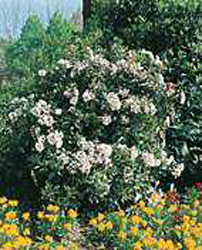 Viburnum tinus