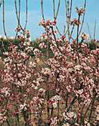 Viburnum x bodnantense
