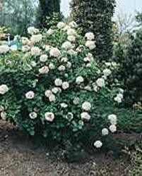 Viburnum x carlcephalum