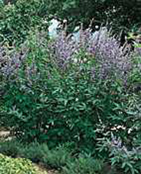 Vitex agnus-castus