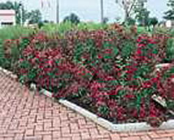 Weigela ´Bristol Ruby´