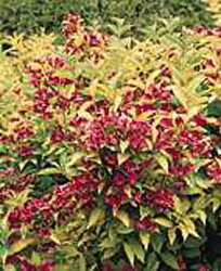 Weigela Briant Rubidor