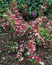 Weigela Carnaval