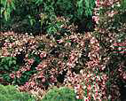 Weigela Feline
