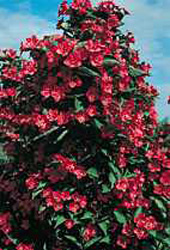 Weigela Lucifer