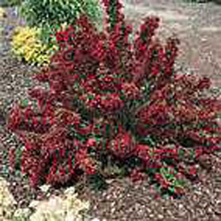 Weigela Nain Rouge