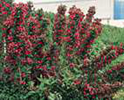 Weigela Rubivif