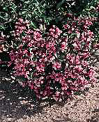 Weigela florida ´Purpurea´