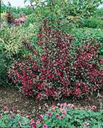 Weigela florida ´Victoria´