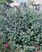 Buddleja davidii ´Lochinch´