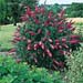 Buddleja davidii ´Pink Delight´