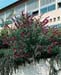 Buddleja davidii ´Royal Red´