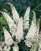 Buddleja davidii ´White Profusion´