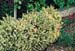 Buxus sempervirens ´Elegans´
