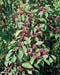 Callicarpa bodinieri ´Profusion´
