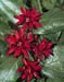 Calycanthus floridus