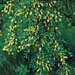 Caragana arborescens ´Pendula´