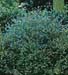 Caryopteris x clandonensis ´Heavenly Blue´