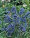Caryopteris x clandonensis ´Heavenly Blue´2